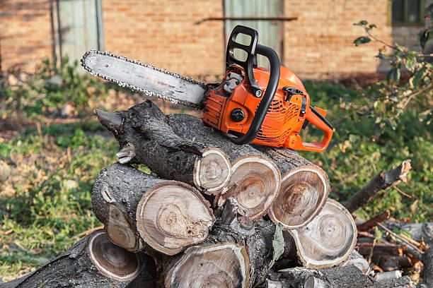 Trusted Chelsea, OK Tree Service Experts